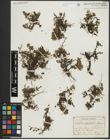 Foto von Salix serpyllifolia Scop.